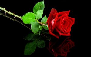 Rose with thorns